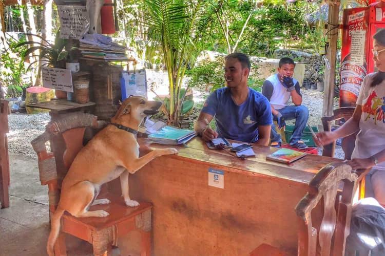 Bohol Coco Farm Vandrarhem Panglao Exteriör bild