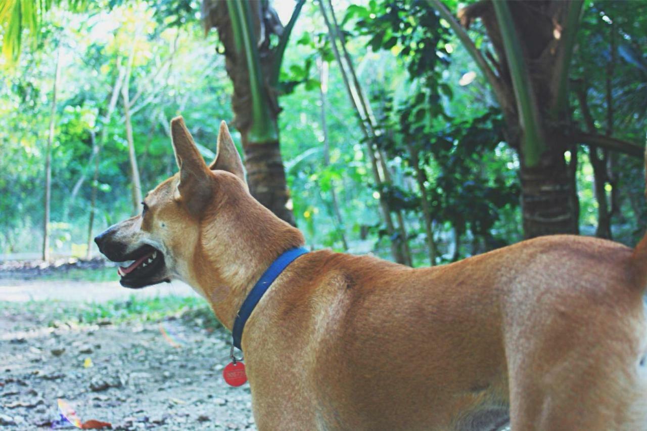 Bohol Coco Farm Vandrarhem Panglao Exteriör bild